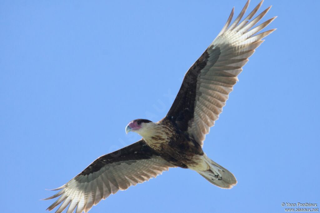 Crested Caracara (cheriway)