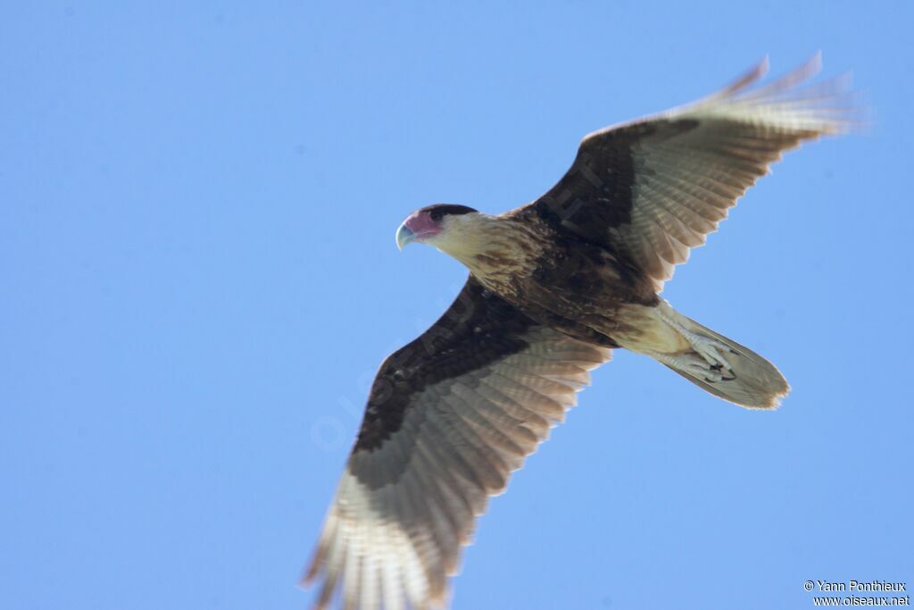 Crested Caracara (cheriway)