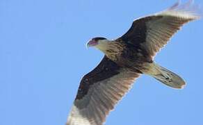 Crested Caracara (cheriway)