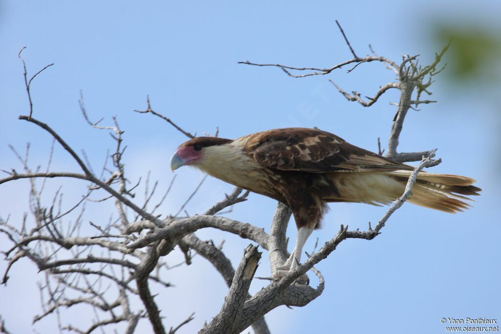 Crested Caracara (cheriway)