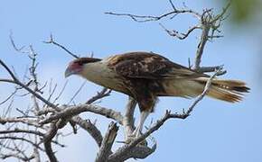 Northern Crested Caracara