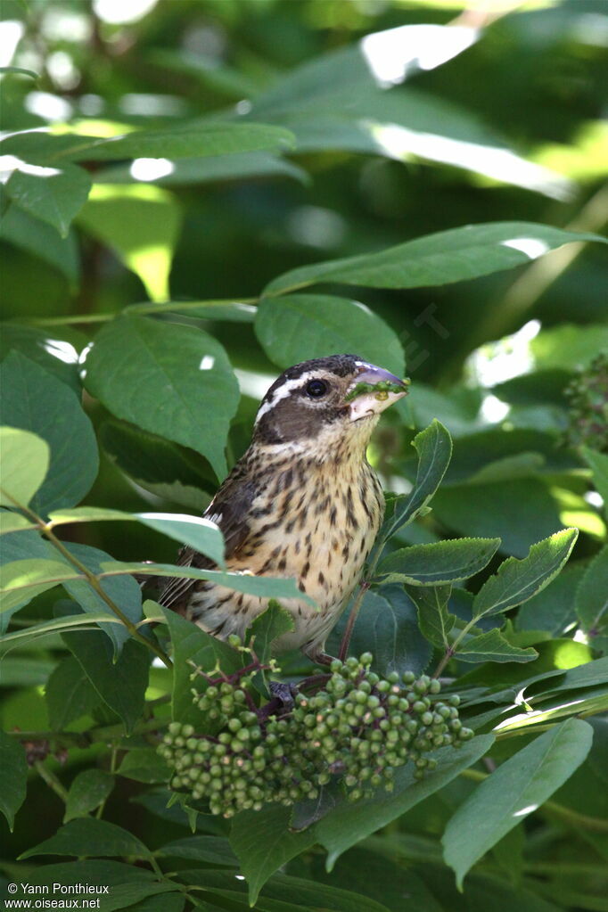 Rose-breasted Grosbeak female adult breeding, feeding habits