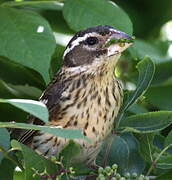 Rose-breasted Grosbeak