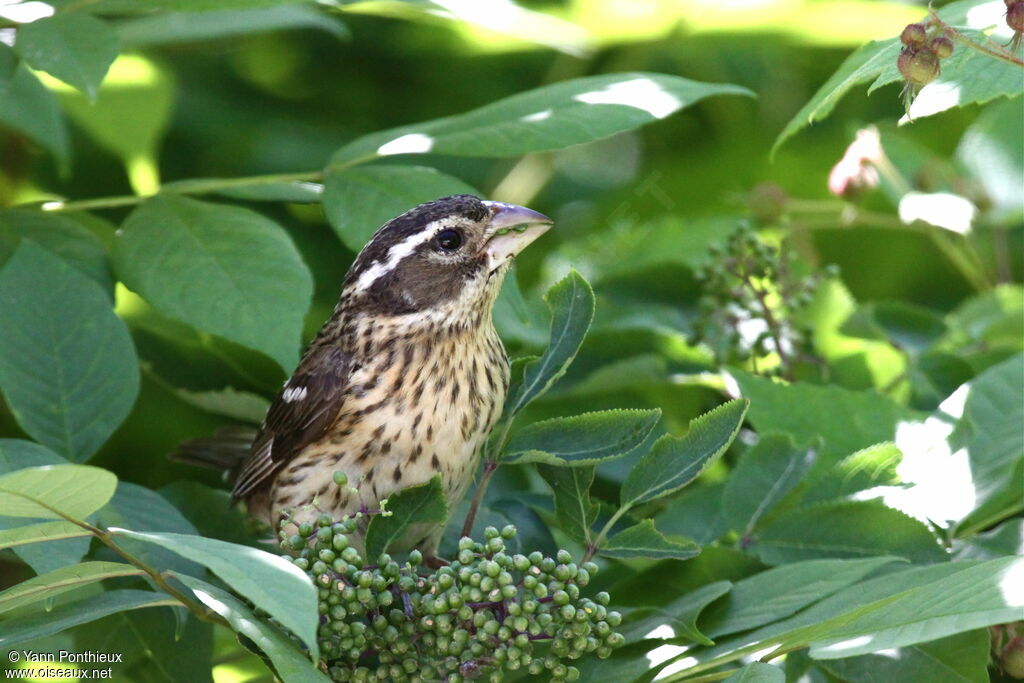 Rose-breasted Grosbeak female adult breeding, feeding habits