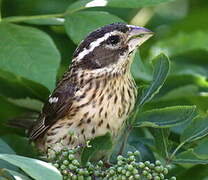 Rose-breasted Grosbeak