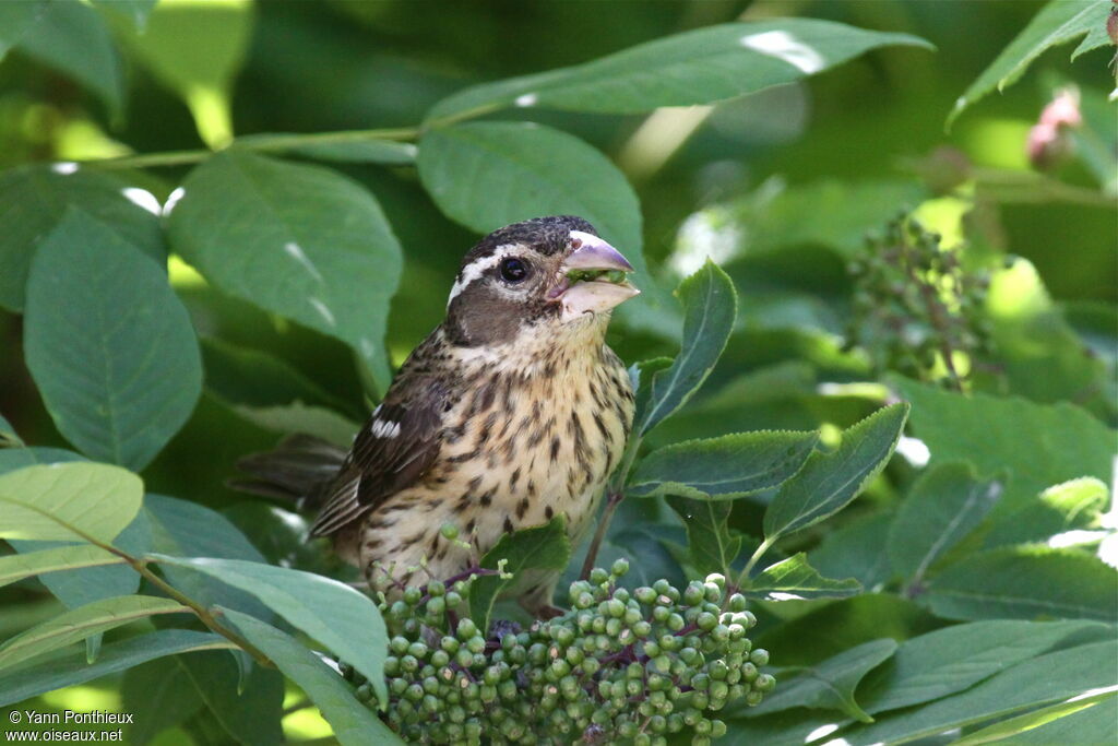 Rose-breasted Grosbeak female adult breeding, feeding habits