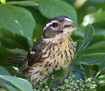 Rose-breasted Grosbeak