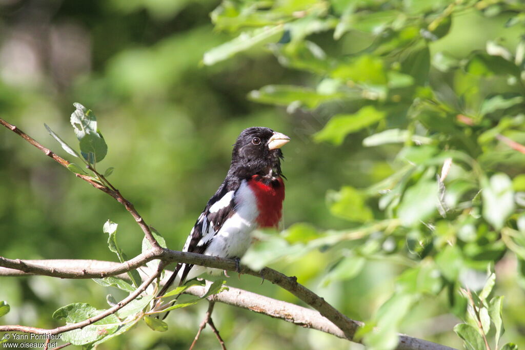 Rose-breasted Grosbeak male adult breeding