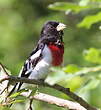 Cardinal à poitrine rose