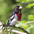Cardinal à poitrine rose