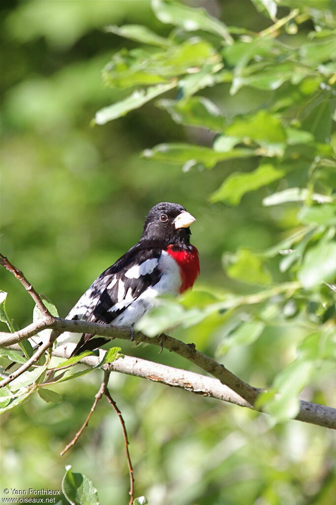 Rose-breasted Grosbeak male adult breeding