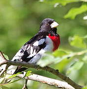 Rose-breasted Grosbeak