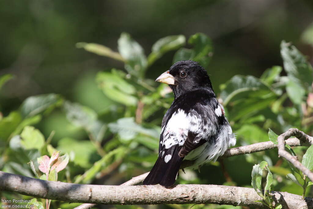 Rose-breasted Grosbeak male adult breeding, pigmentation