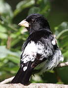 Rose-breasted Grosbeak