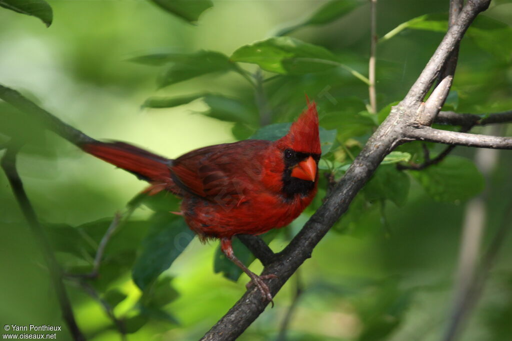 Cardinal rouge mâle