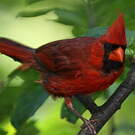 Cardinal rouge