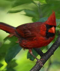 Cardinal rouge