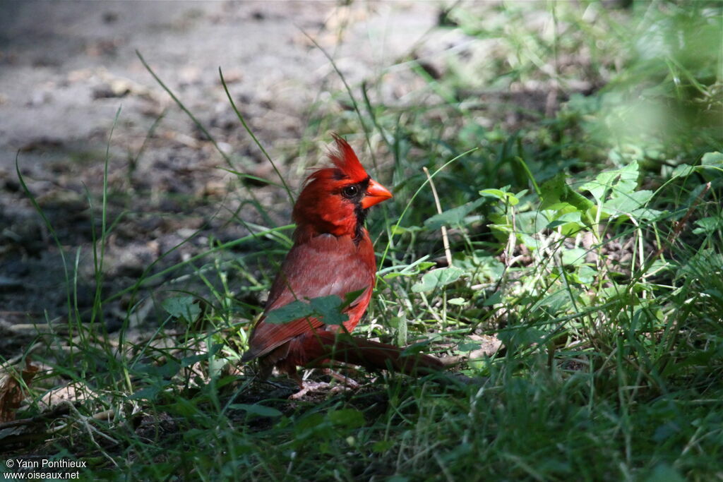 Cardinal rouge mâle