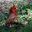 Cardinal rouge