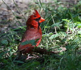 Cardinal rouge