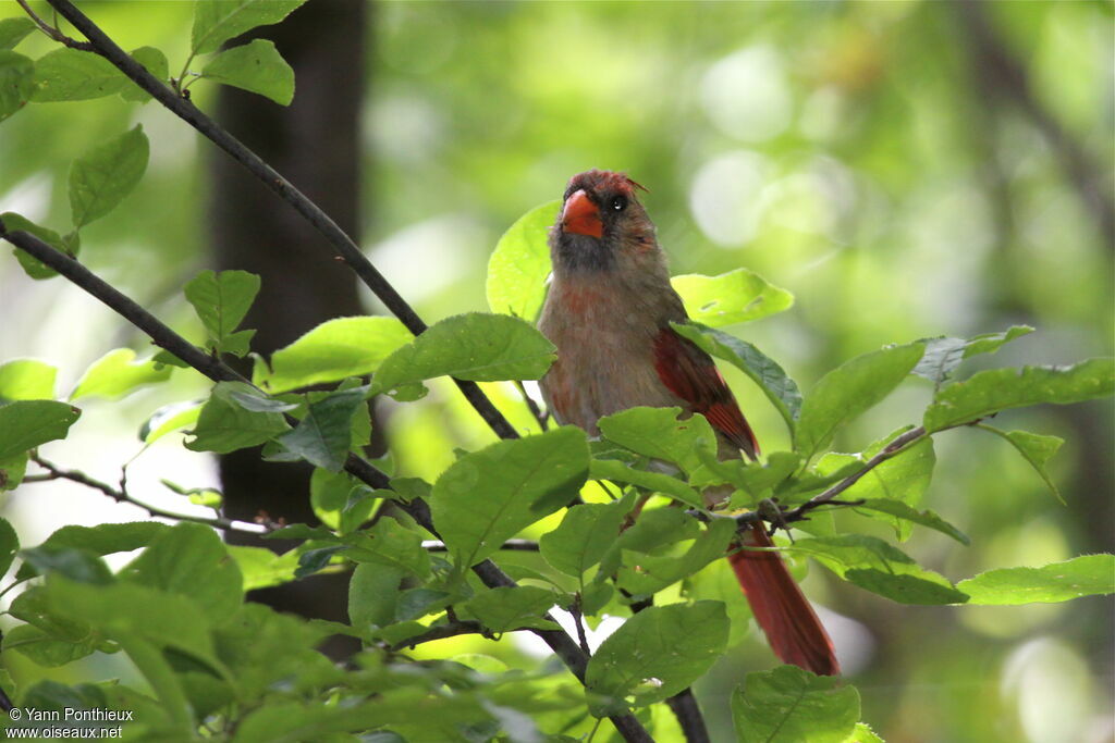 Cardinal rouge femelle