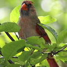 Cardinal rouge