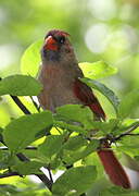 Northern Cardinal