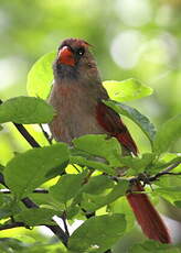 Cardinal rouge