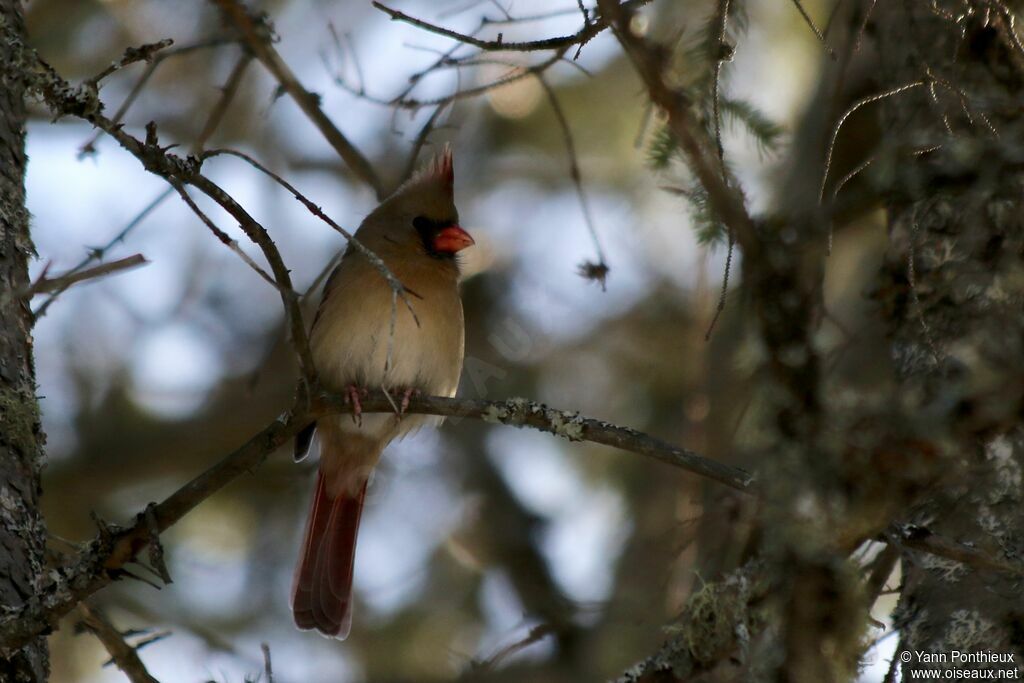 Cardinal rouge