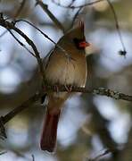 Northern Cardinal