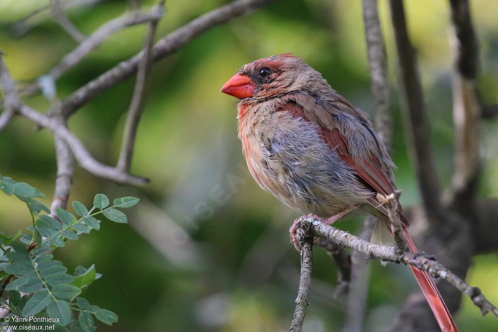 Cardinal rouge