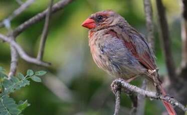 Cardinal rouge