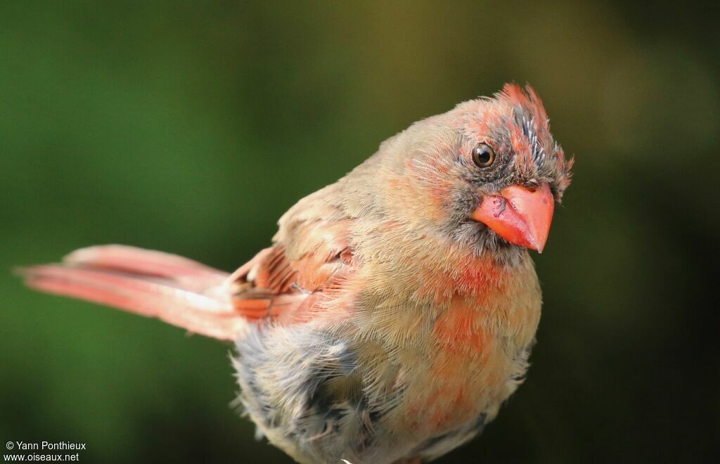 Cardinal rouge