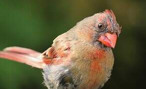 Cardinal rouge