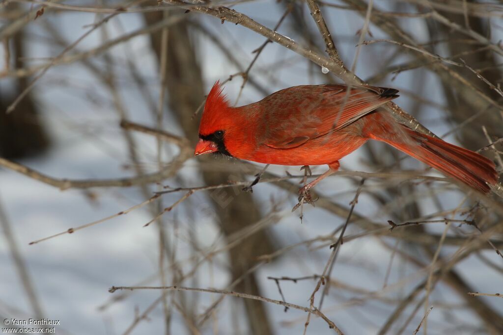 Cardinal rouge mâle adulte