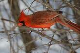 Cardinal rouge