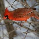 Cardinal rouge