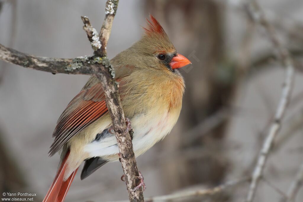 Cardinal rouge femelle