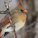 Cardinal rouge