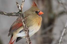 Northern Cardinal