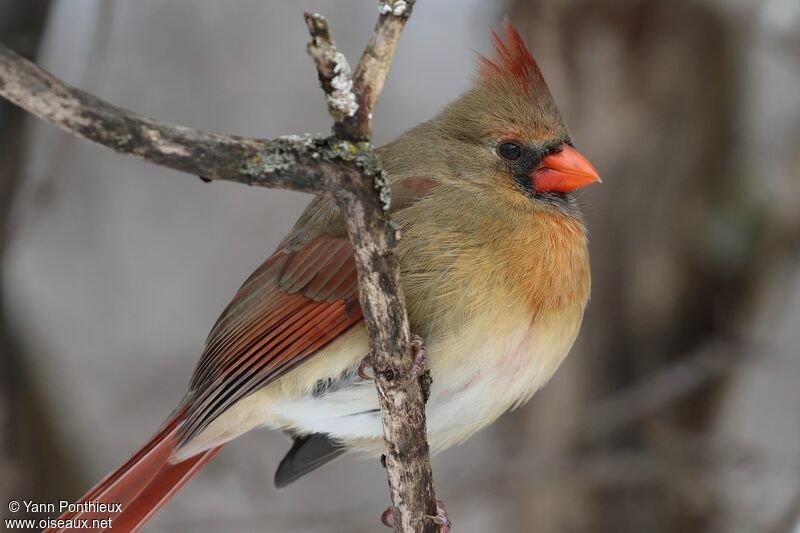 Cardinal rouge femelle, portrait