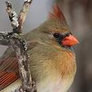 Cardinal rouge