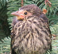 Red-winged Blackbird