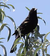 Red-winged Blackbird