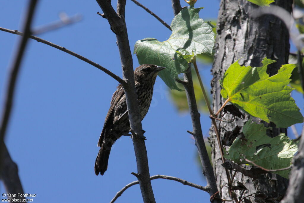 Red-winged Blackbird female