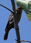 Red-winged Blackbird