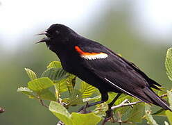 Red-winged Blackbird