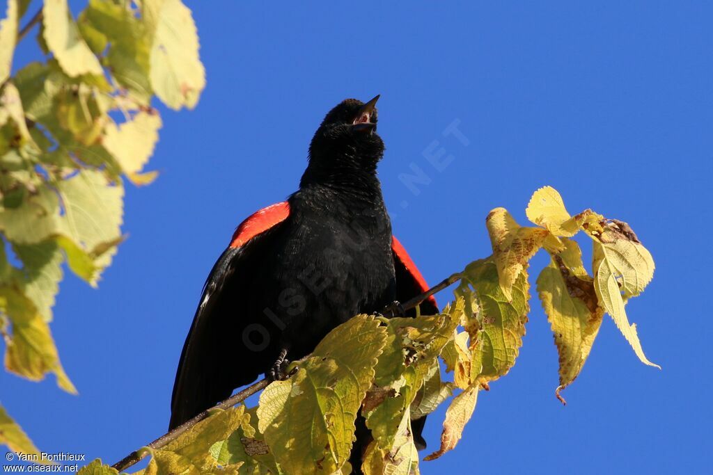 Red-winged Blackbird