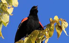 Red-winged Blackbird