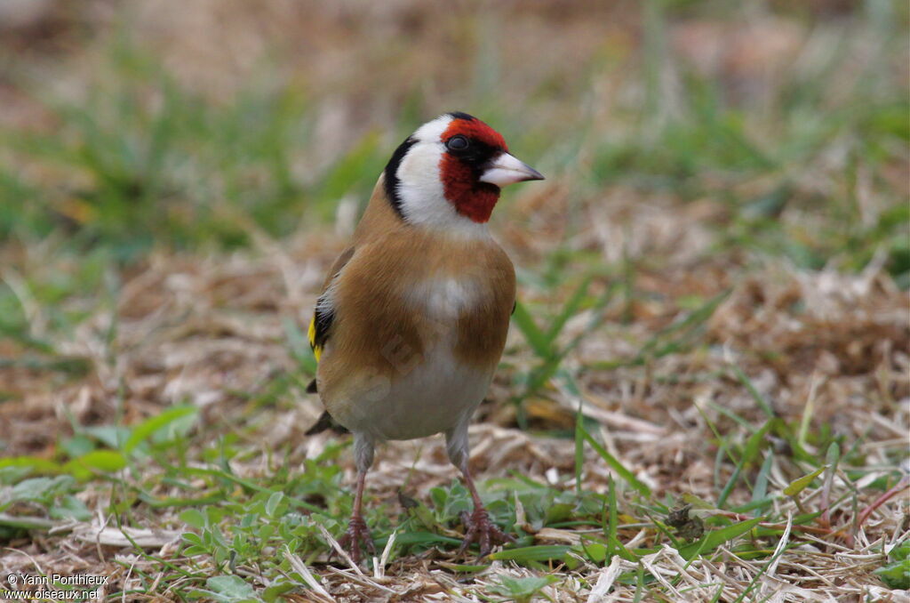 European Goldfinch